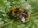 Bombus pratorum.jpg